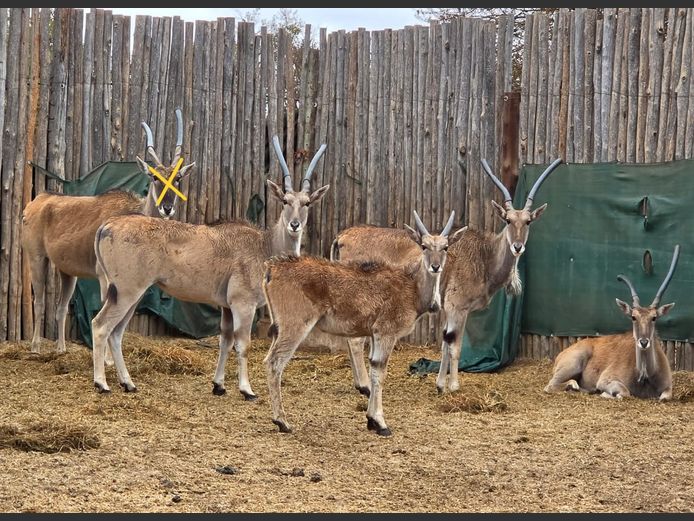 ELAND | ROWLAND WARD