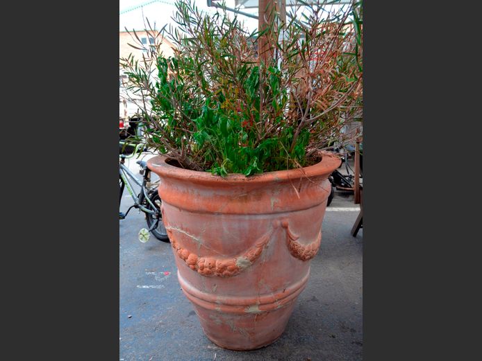 LARGE TERRACOTTA PLANTER WITH PLANT, 77cm Diameter x 78cm High [Previously repaired]