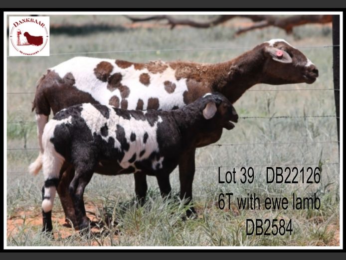 DB22126 | DANKBAAR MEATMASTERS