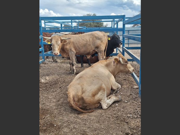 Commercial Cow Lean