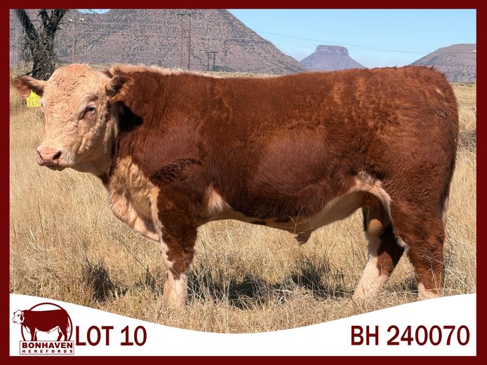 BH240070 P | BONHAVEN HEREFORDS