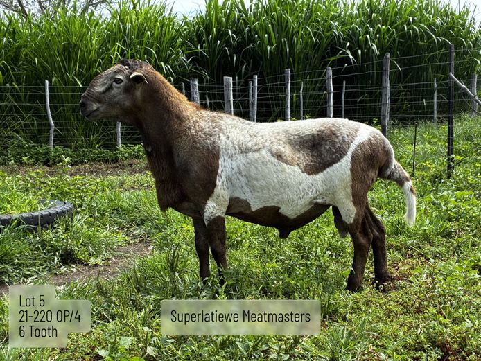 21-220 OP / 4 | SUPERLATIEWE MEATMASTERS