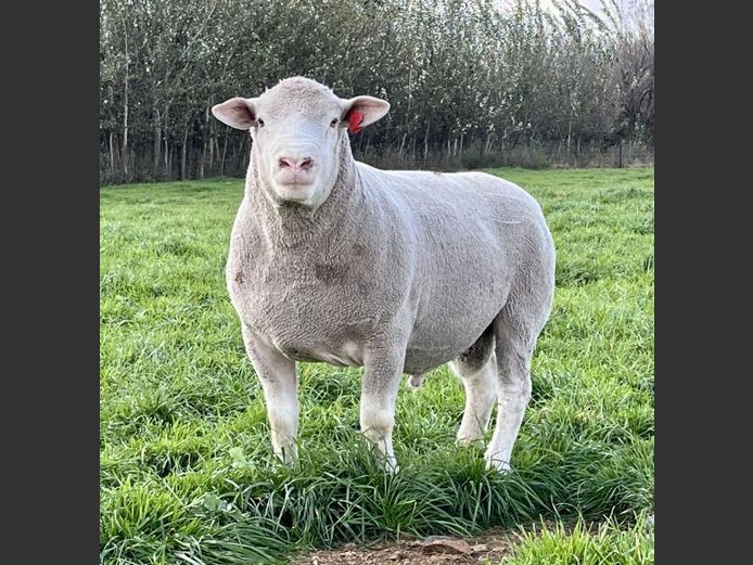 BS 230199 | HAGELAND ILE DE FRANCE