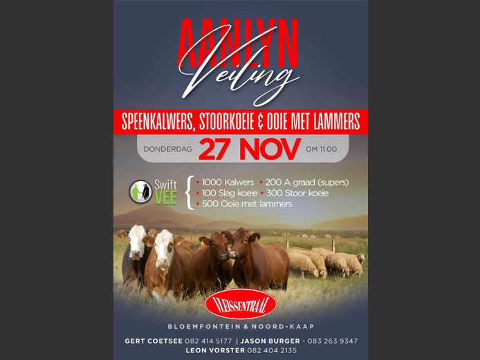 AANLYN VEILING VAN SPEENKALWERS, STOORKOEIE & OOIE MET LAMMERS