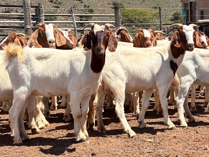 Boergoat Ewes