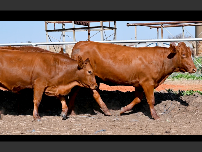Commercial Animals | PE ROUX