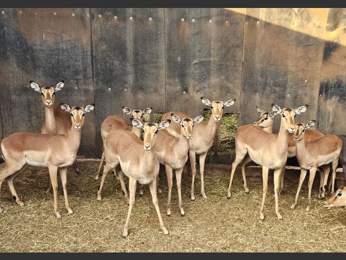 IMPALA | SKUINSHOEK