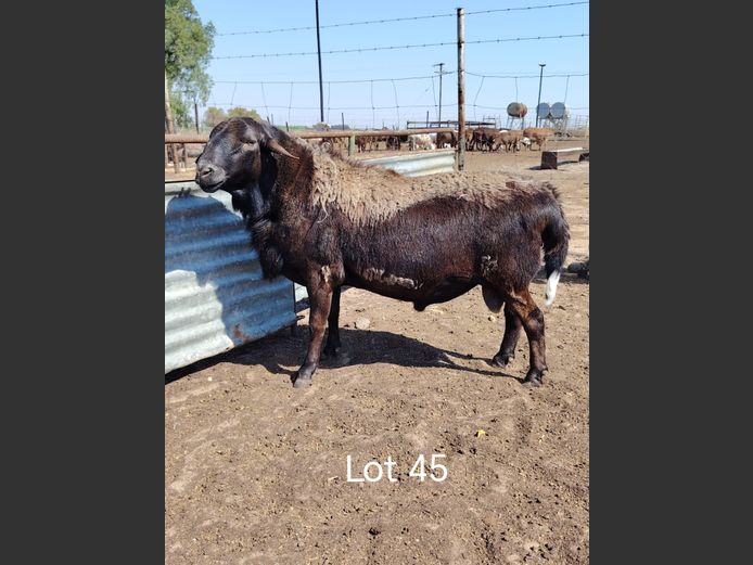 JAC 22-06 | Jacob's Share Meatmasters