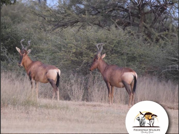 Red Hartebeest Breeding | WATERBERG PLATO GAME BREEDERS