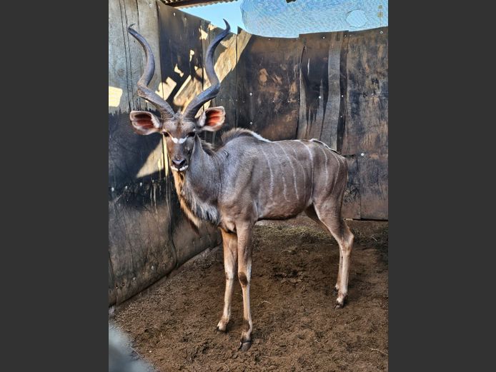 KUDU | NONYA SAFARIS