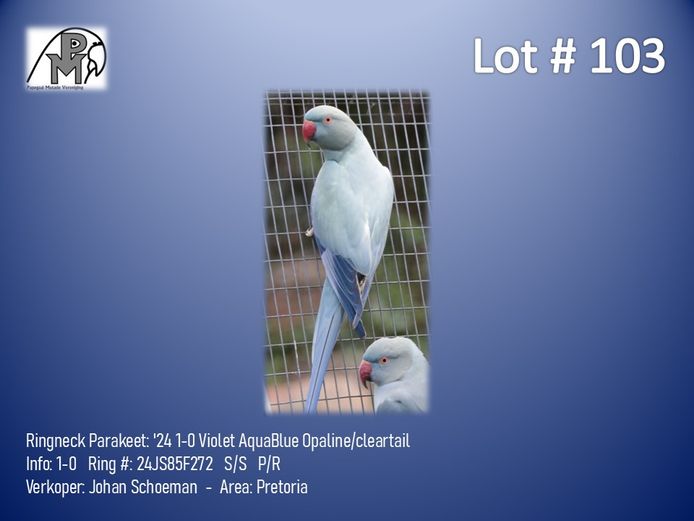 1-0 '24 Ringneck Parakeet: Violet AquaBlue Opaline/cleartail - Johan Schoeman