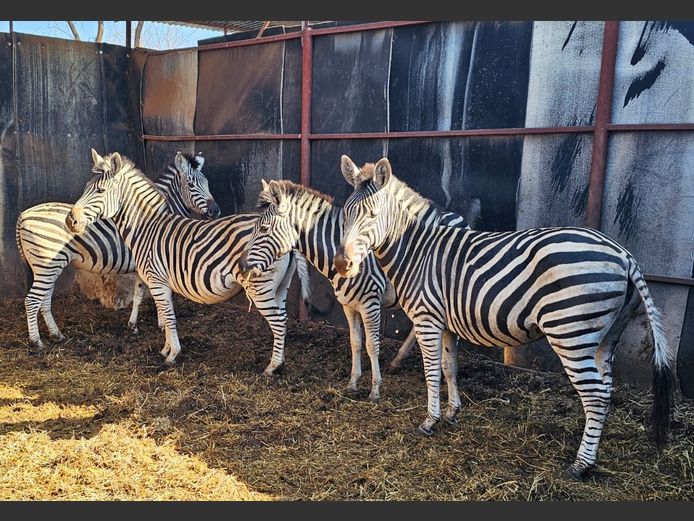 ZEBRA | BIRKEN VERVOER