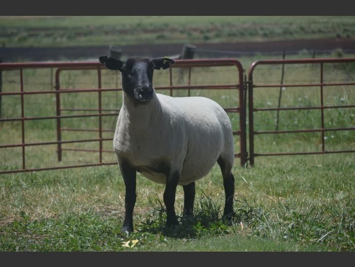 301 200148 | TWEESEUNS