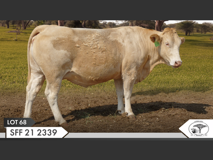 SFF 212339 | KOPERKOP HUGENOOT STOET