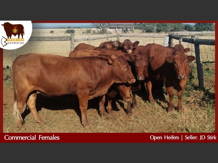 Commercial Animals | JD Stirk