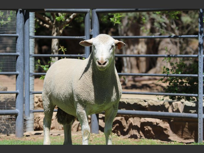 DZ 240118 | 2 STEYNS BOERDERY