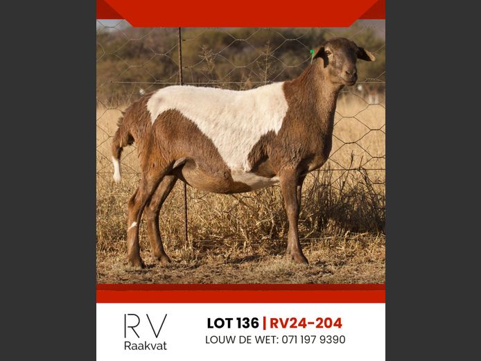 RV24-204 | RAAKVAT BOSVELDERS