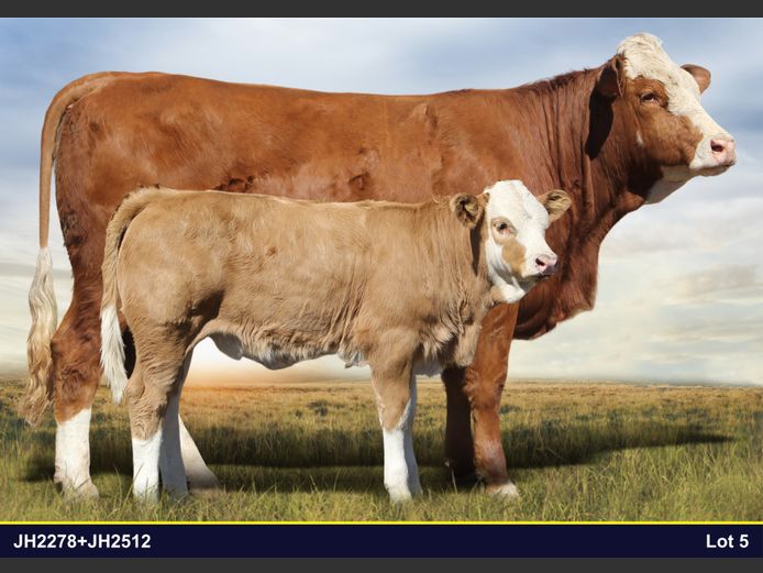 JH2278 | JH VAN BILJON