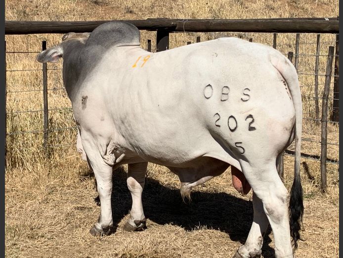 OSTERLOH BRAHMAN OBS15202
