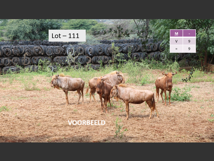 GOUE WILDEBEESTE