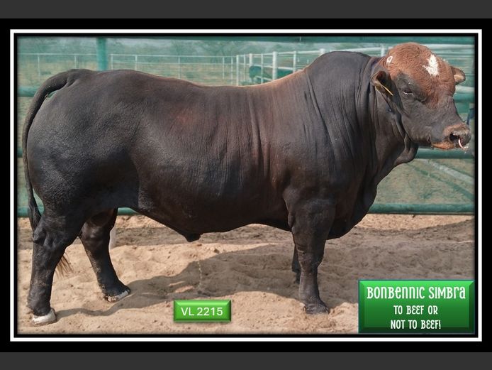 VL2215 | BONBENNIC SIMBRA