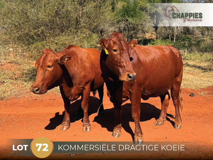 Commercial Animals | CHAPPIES BONSMARA