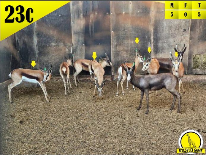 SPRINGBOK | DH CILLIERS
