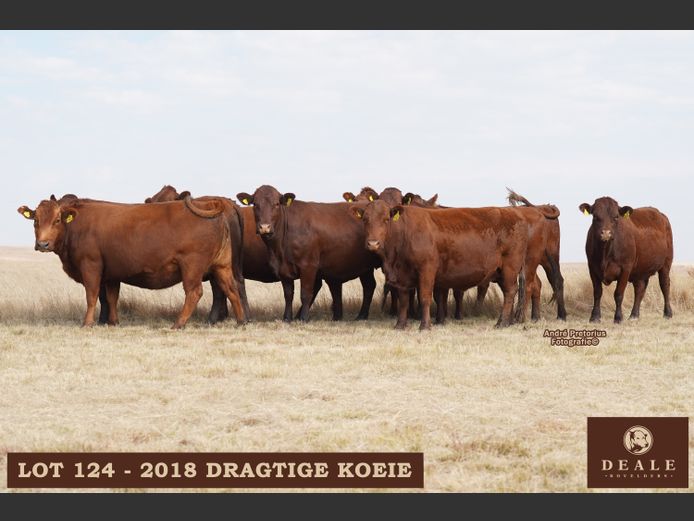Dragtige Koeie