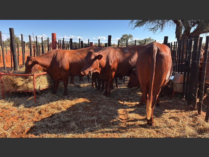 COMMERCIAL FEMALES | HARTEBEESTLOOP BONSMARA