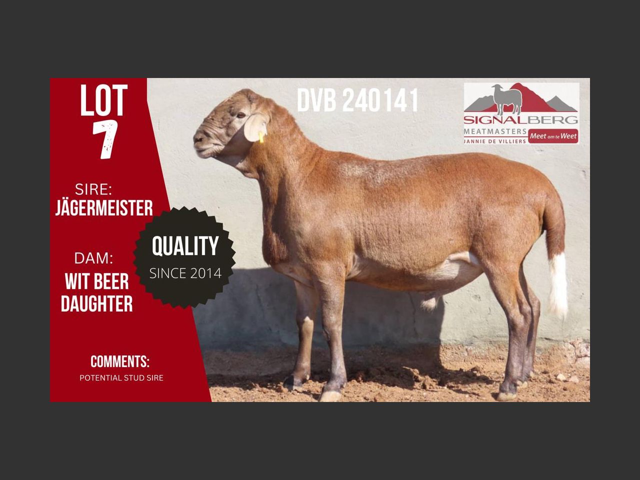 Lot 7 | SIGNALBERG MEATMASTERS 12TH MEATMASTER RAM AUCTION | SwiftVEE ...
