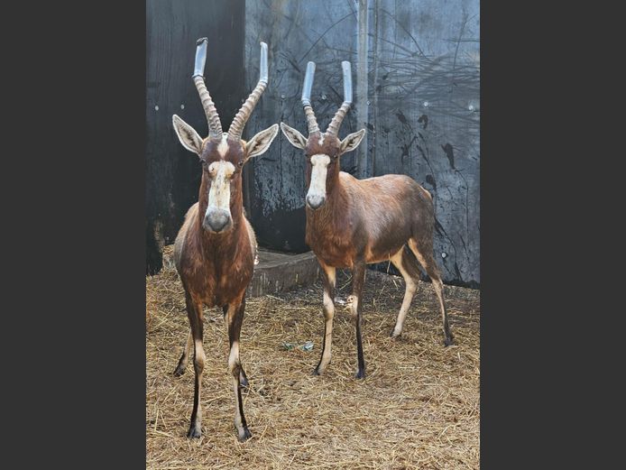 BLESBOK | EB WILD