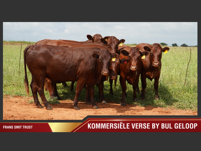 Commercial Animals | Frans Smit Trust 

