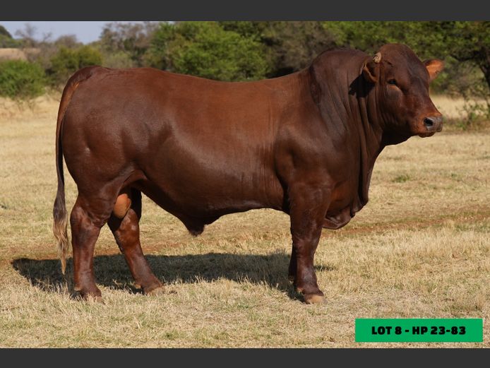 HP230083 | LEONLIZA BONSMARAS