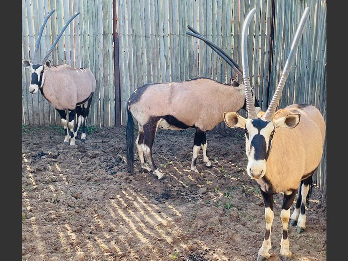 Gemsbok Bulle