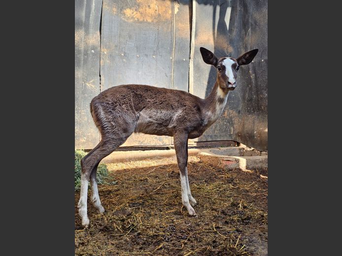 DAPPLE IMPALA | WILLIE O’BRIAN