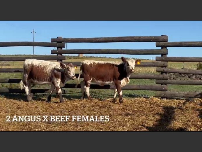 Angus Beefmaster vers