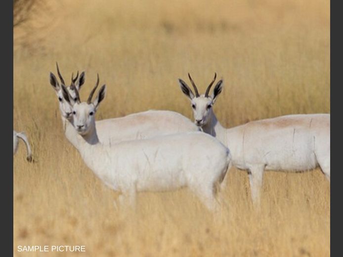 WHITE SPRINGBUCK | GOLDEN GAME WILDLIFE