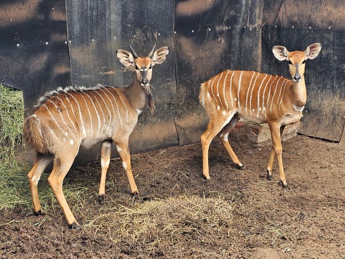 NYALA | BIRKEN VERVOER