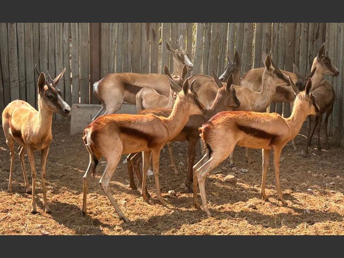 Koper Springbokke