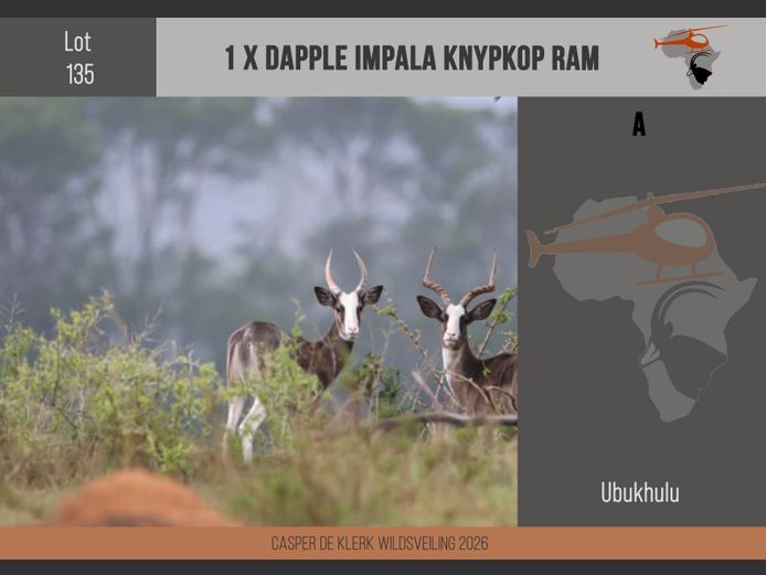 Dapple Impala
