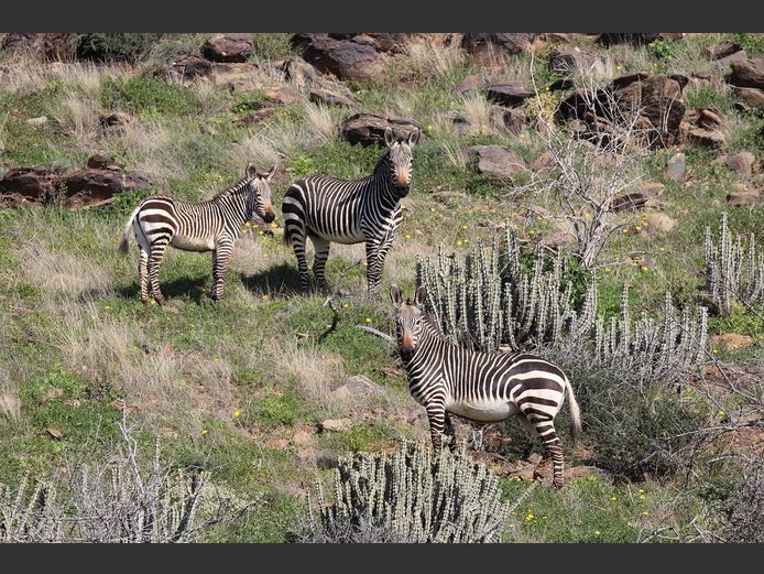 Mountain Zebra Mixed |  SANParks - Mountain Zebra National Park