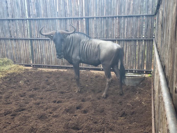 BLOUWILDEBEES | HANLEY