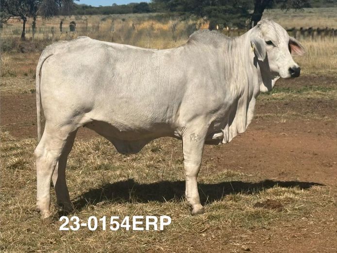23-0154ERP | HARROBI BRAHMAN