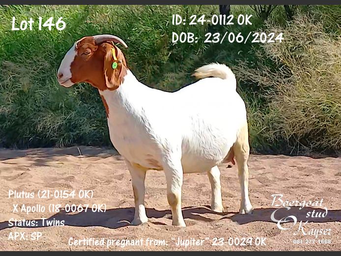 24-0112 OK | Kayser Boergoat Stud