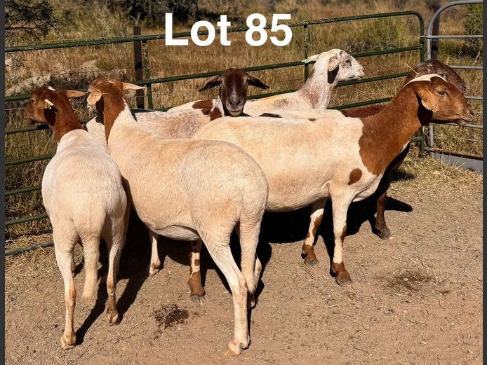 Ewes | S.Kirsten