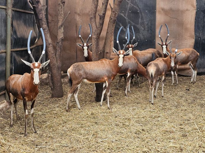 BLESBOK | PRINS GAME