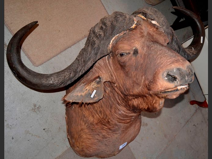 BUFFALO HEAD TROPHY, 97cm High [Damaged]