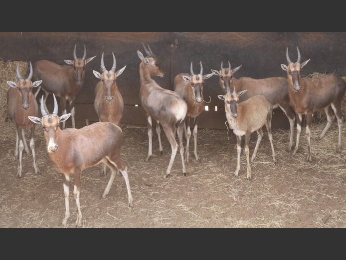 BLESBOK