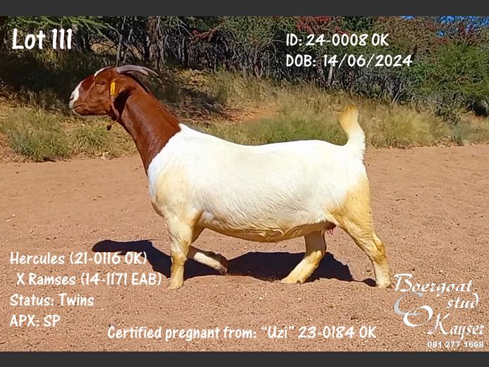 24-0008 OK | Kayser Boergoat Stud