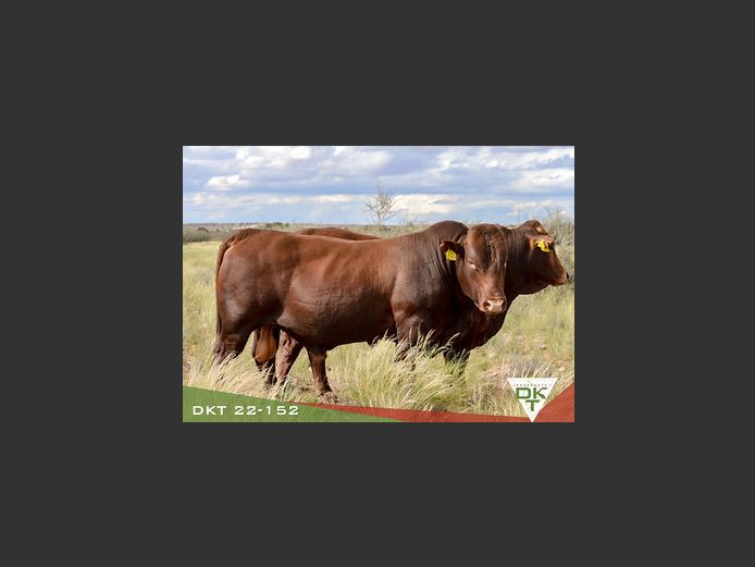 DKT 220152 | DKT BONSMARA